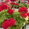 Pelargonium 'Bornholm' - Pelargoon 'Bornholm' P9/0,55L